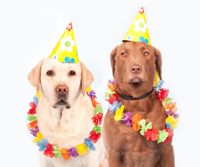 psi na karneval